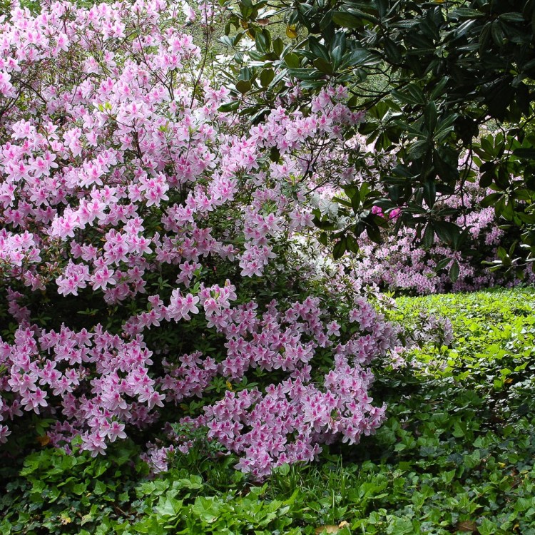 Read reviews and book the best phoenix tours and see attractions including the grand canyon, apache trail, old town scottsdale and more. The Piedmont Gardeners