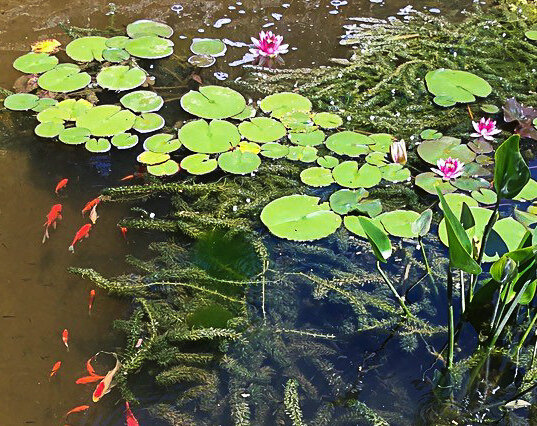 Photo As we steel ourselves against the prospect of entering year three of the co. The Piedmont Gardeners