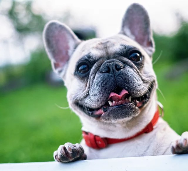 What is the dog walk monitoring feature? Testimonials Baltimore Dog Walking Luv My Pet