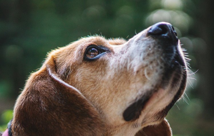 You can search for a dog walker by filtering by distance from athens or your zip code. Fetch The Leash