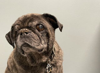 Explore athens holidays and discover the best time and places to visit. Mobile Veterinarian Mobile Vet Best Friends