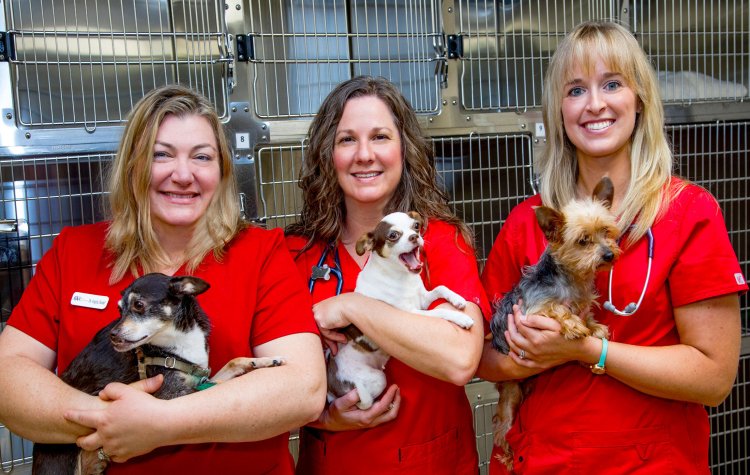 Explore athens holidays and discover the best time and places to visit. About Awc Athens Animal Wellness Center Of Athens